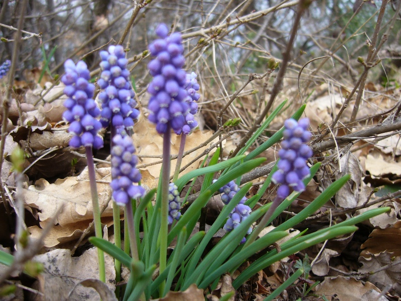 Muscari neglectum o Muscari kerneri ?